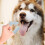 escova de dentes para pets 12 un lavável cães pequenos 6