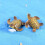 4 schildpadmodellen aquariumdecoratie en landschap 7