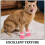4 unidades botas antirriscos para , silicone, protetores unhas 8