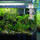 proteinschummer luchtsteen bubbelhout visaquarium 8