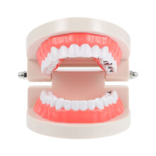 de dente infantil educativo para de odontologia