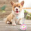 5 Gegraveerde Huisdier ID Tags Hond En Kat 8