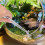 5 pezzi pinzette per piante e giardinaggio 5