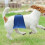 absorvente para cachorro com faixa de e portátil 9