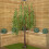Snow Time 7ft (2.1m) Tall Light up Christmas Willow Tree with 384 Warm White LEDs 1