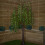 Snow Time 7ft (2.1m) Tall Light up Christmas Willow Tree with 384 Warm White LEDs 2