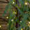 Snow Time 7ft (2.1m) Tall Light up Christmas Willow Tree with 384 Warm White LEDs 4