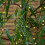 Snow Time 7ft (2.1m) Tall Light up Christmas Willow Tree with 384 Warm White LEDs 7