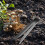 Raindrops Plukker Van Metaal Voor Landbouwapparatuur 1 11