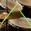 Nylon Drumsticks Licht Paar 16,5X1,4X1,4In 8