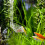 Transparante Visvoer Tool Aquarium 1 10