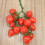 2Stk Simulation Cherry Tomaten Fruchtmodell Dekoobst 6