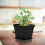 10 Mini Blumentöpfe Bonsai Topf Kunststoff Desktop 8
