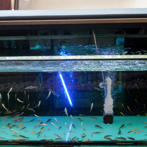 6 Unidades 50 Mm Incubadora Cichlids ( ) 2