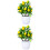 2 Pezzi Bonsai Albero In Per 10