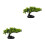 2 Stuks Sushi Maakset Queue Decoratie Sashimi 8