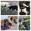 Product Lijn Hond Kettingring 2