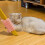 Juckplatte Juckgerät Silica Katzenzubehör 7