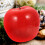 10St Kunstmatige Appels Foam Modellen Voor School 10