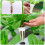 1Set Hydroponische Plantcup Wit Voor Zaailingen En 9