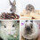 3 Boxen Haustier Zahnpflege-Snacks Gras Kunststoff Hamster 11