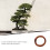 5 Per Bonsai Strumenti Giardinaggio 5