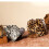 Graue Leoparden-Handtasche Flauschige Eimer Mit Zugband 11