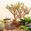 Mini De Para De E Bonsai 10