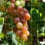 Netting Garden Mesh Garden Climbing Net Polyester 2pcs 9