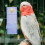 Pet Parrot Feeder Vogelfutter Spritzwassergeschützt Kunststoff 10