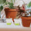 18 Pezzi Vasi Trasparenti 3" per Orchidee con Base in Silicone 6