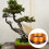 4 Pezzi Per Bonsai, In E Modellatura 8