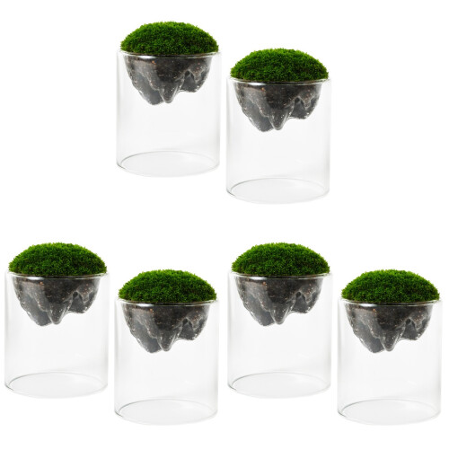 6 Moss Micro Landschap Diy Glasfles Sierobject Decoratie 1