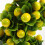 Künstlicher Fruchtbaum PP Blumen Büro Desktop 11