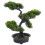 2 Unidades De Bonsai Artificial De Para Decoração 1