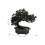 Árvore De Bonsai Artificial De Vaso Mini Para Escritório 3