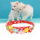 Pet Halsband Kegel 7