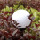 Solar-Gartenlampe - Kugel-Set à 6 Stück. 23562 8