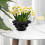 Pflanztopf Mit Untersetzer Für Orchideen 3