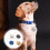Pet Identificatie Tags Rvs Kat En Hond 8