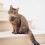 Pet Identificatie Tags Rvs Kat En Hond 4