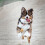 Pet Identificatie Tags Rvs Kat En Hond 10