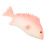 2Stk Realistisches Fischmodell Für Display 2