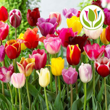 Tulip Bulbs 25 Pack Mixed Long Stem Triumph Tulips Spring Flowering For Gardens Beds Borders Containers Easy To Grow