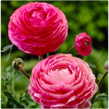 Ranunculus Pink (Persian Buttercup) 25 Bulbs Ranunculus Bulbs Persian Buttercup Corms Spring Flowering Garden Bulbs