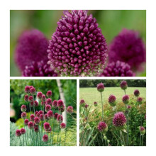 Allium Sphaerocephalon Drumstick 100-Count Flower Bulbs Size 4/5 For Spring Bloom