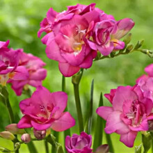 Freesia Double Pink 10 Bulbs - Spring Flowering Bulbs, Fragrant Giant Blooms, Perennial Garden Colour