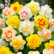 Narcissus Double Mixed Bulbs - 5 Bulbs Pack - Double Flowering Narcissus - Fragrant Blooms - Perennial - Ready To Plant