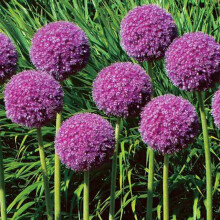 Allium Bulbs Mixed Color For Indoor Display Flowering Perennial Balcony Garden Bulbs 4 Bulbs