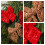 Christmas Bowknot Decoration Polyester Bowknot-Golden coffee 6
